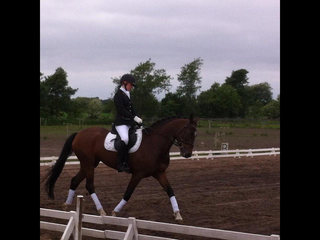 New Forest nicky billede 25