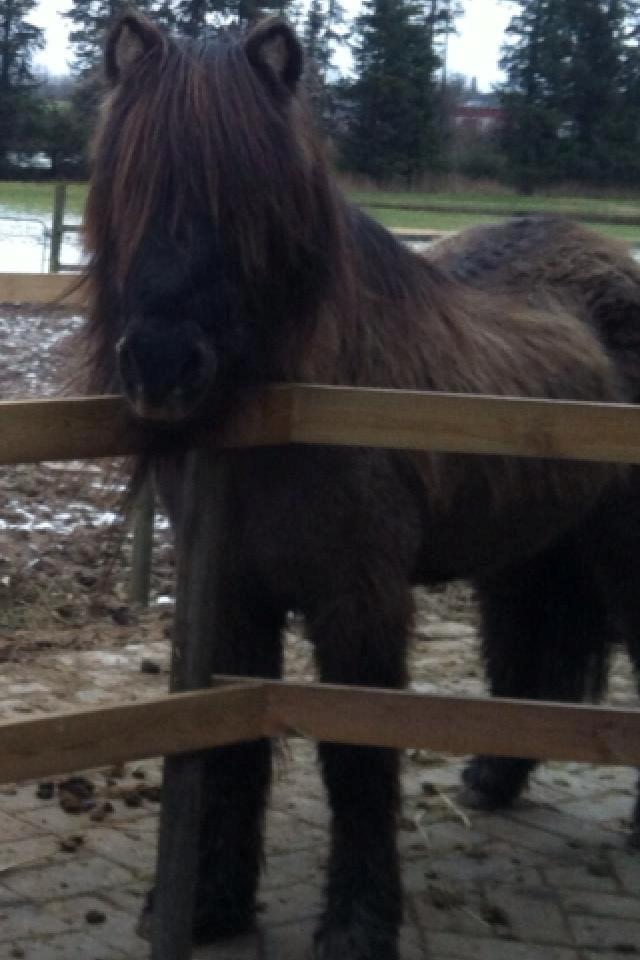 Islænder Gáski Fra Smørum billede 2