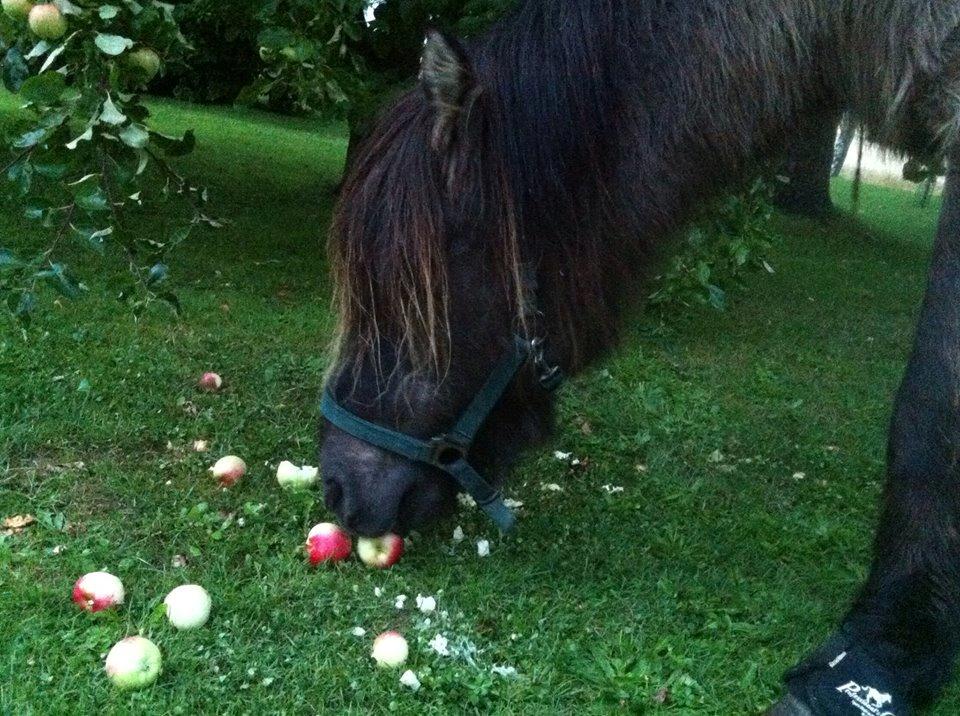 Islænder Gáski Fra Smørum billede 3