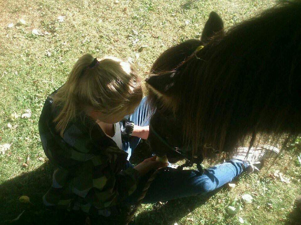 Islænder Gáski Fra Smørum billede 1
