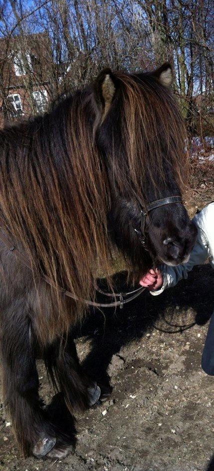 Islænder Gáski Fra Smørum billede 5