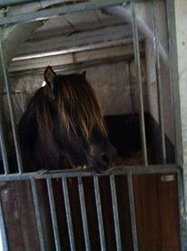 Islænder Gáski Fra Smørum billede 6