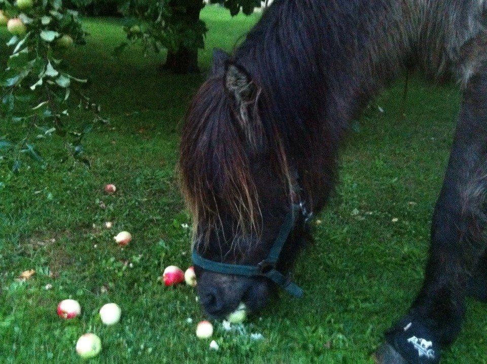 Islænder Gáski Fra Smørum billede 7