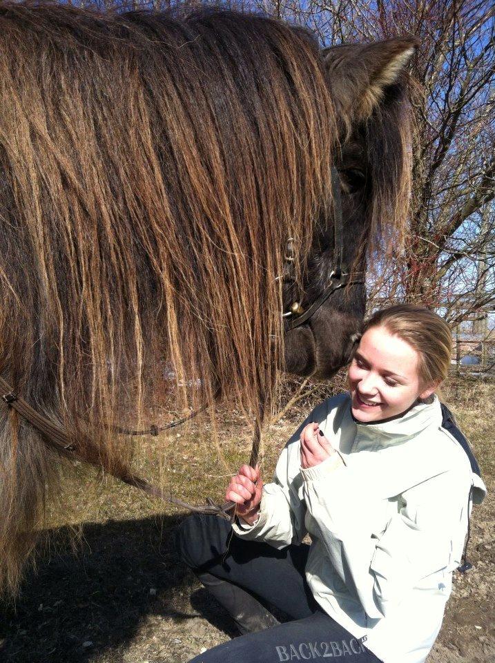 Islænder Gáski Fra Smørum billede 8