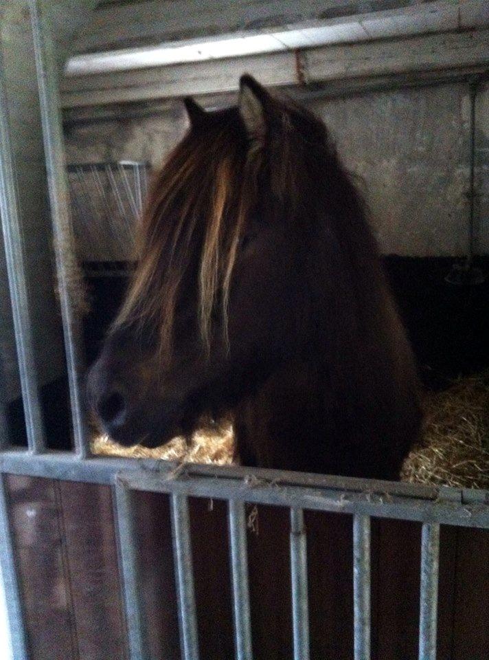 Islænder Gáski Fra Smørum billede 9