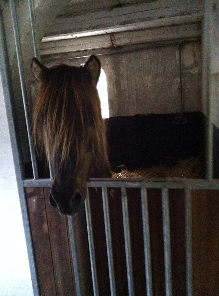 Islænder Gáski Fra Smørum billede 10