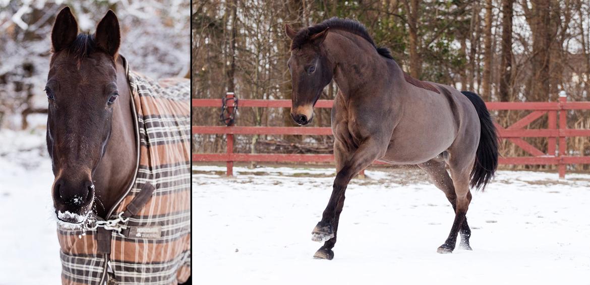 Anden særlig race Paskal billede 6