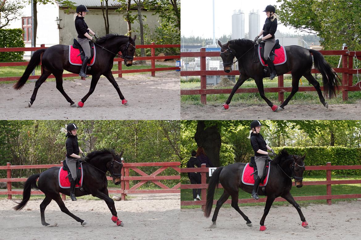 Anden særlig race Paskal billede 16