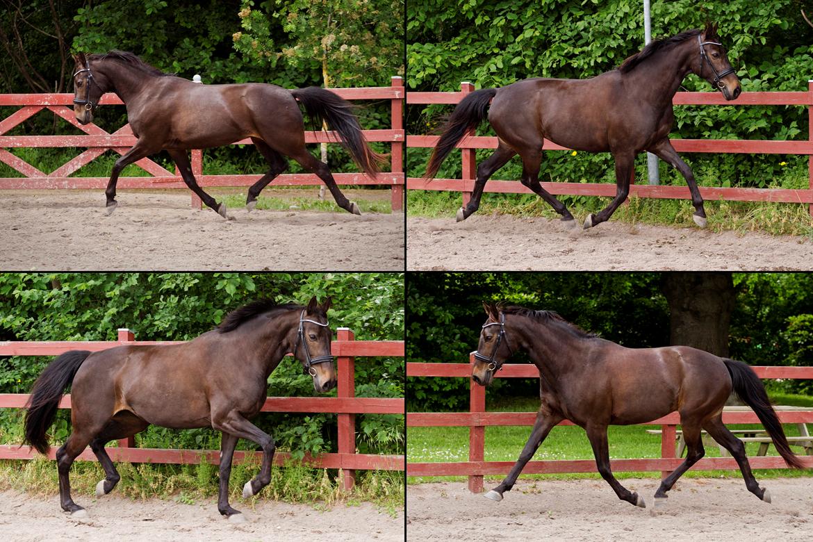 Anden særlig race Paskal billede 17