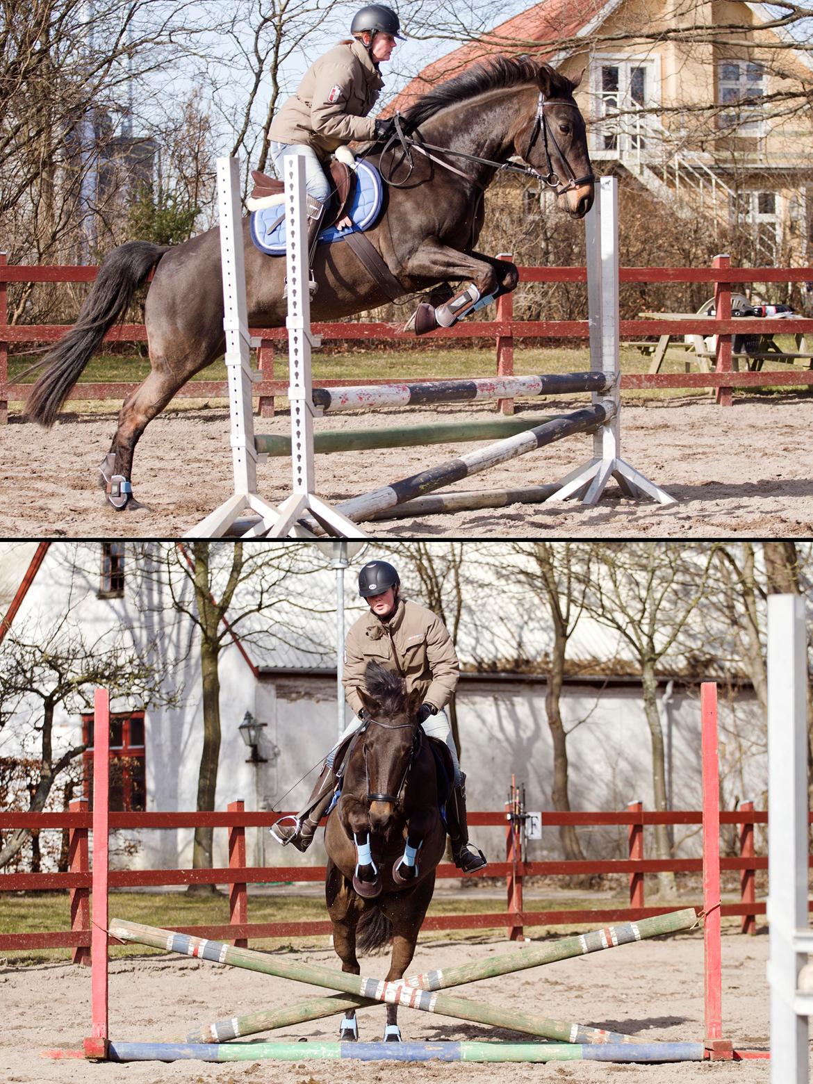 Anden særlig race Paskal billede 18