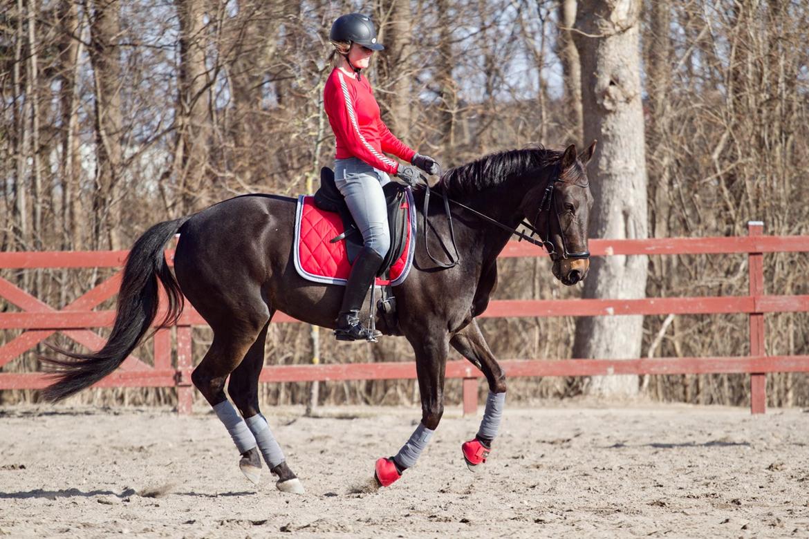 Anden særlig race Paskal billede 19