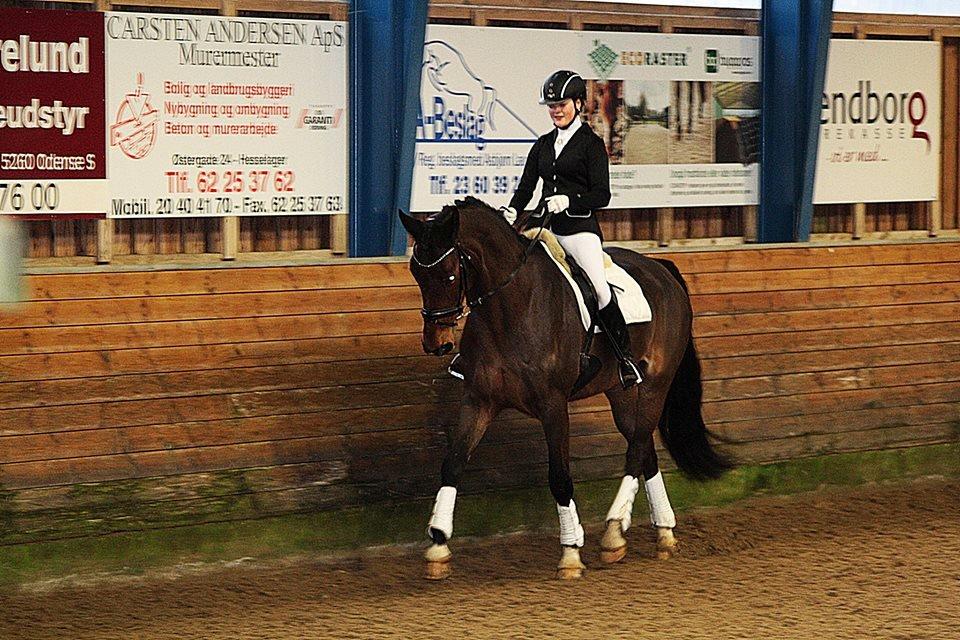 Dansk Varmblod STENKISTEKÆRS KITTE KRY *Kitte* - Store pigen var så dygtig til første ude stævne, 66,?? % og en anden plads med hjem! billede 17