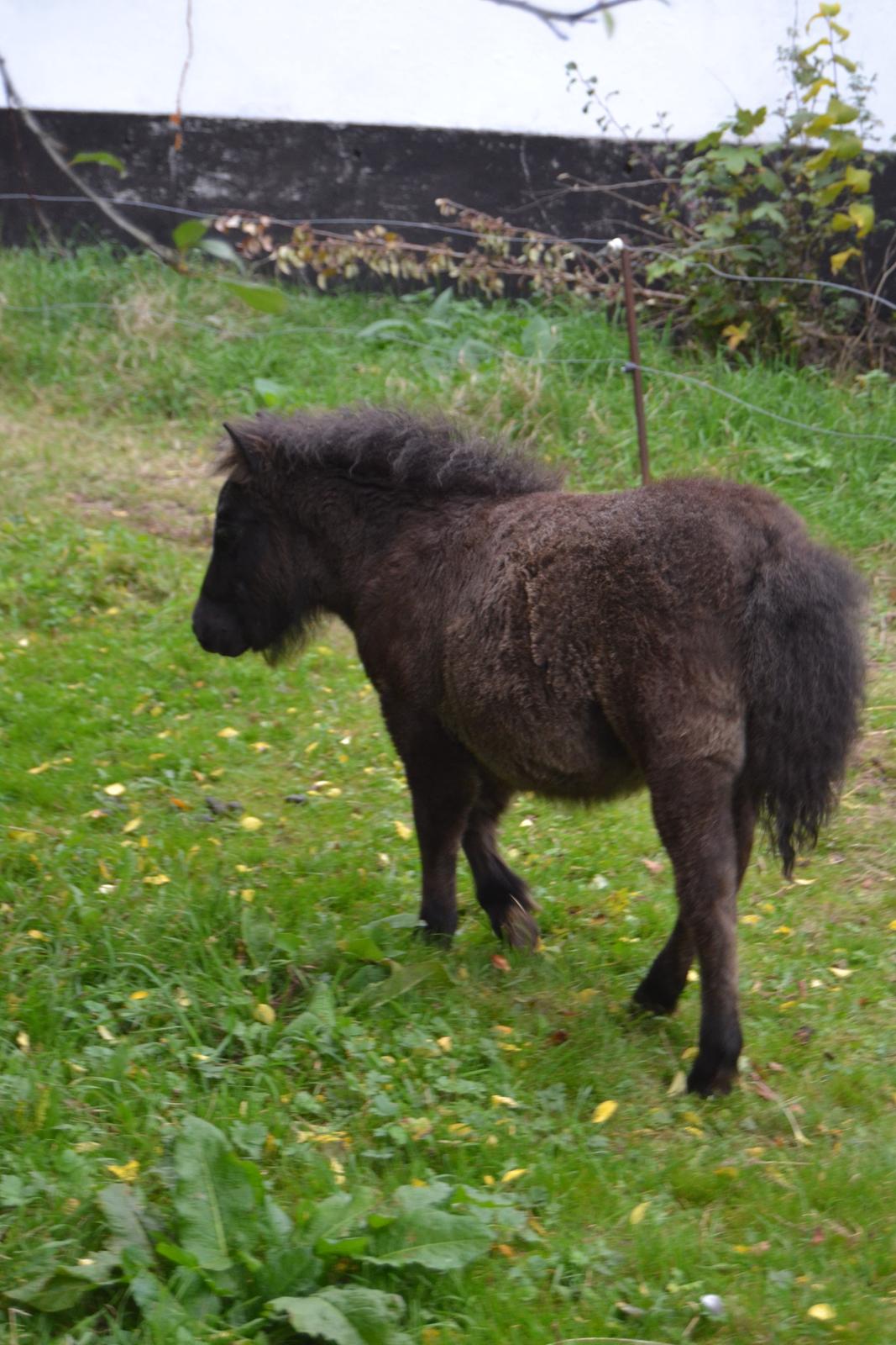 Shetlænder Mira - Tak for kigget, nu går jeg igen  billede 15