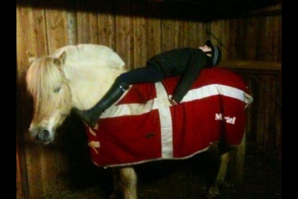 Fjordhest Vængets Mirabel - Sofahesten billede 12