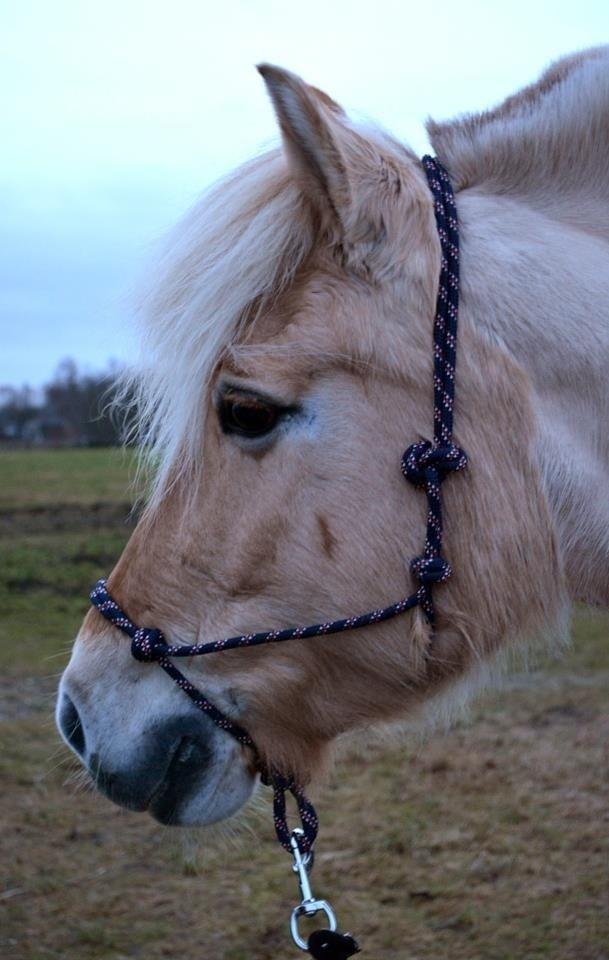 Fjordhest Vængets Mirabel billede 13