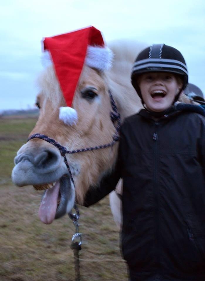 Fjordhest Vængets Mirabel billede 14