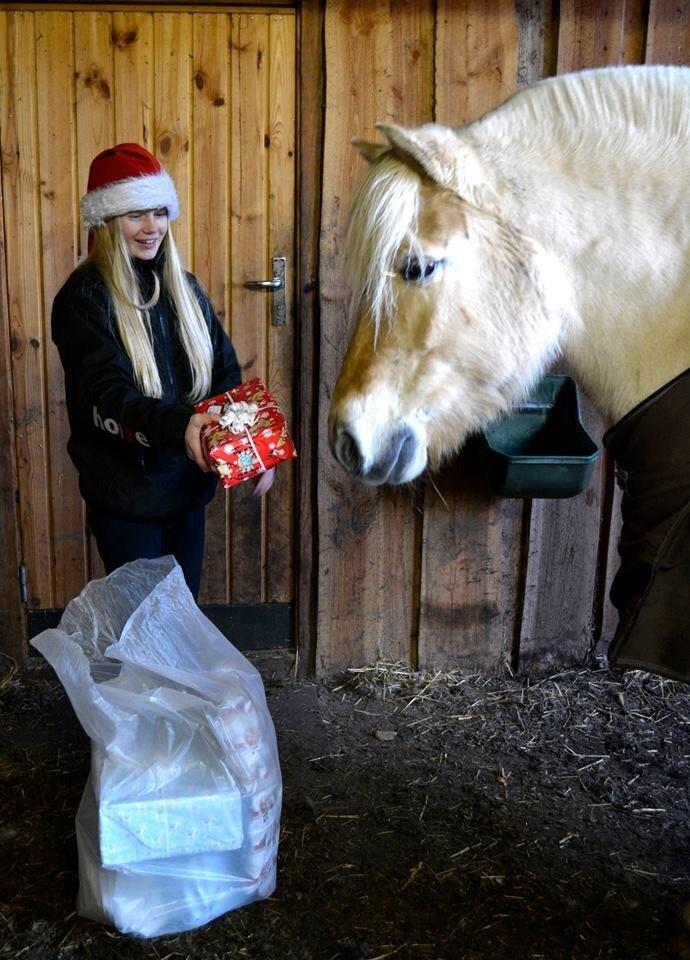 Fjordhest Vængets Mirabel - Så holdes der jul!<3 billede 15