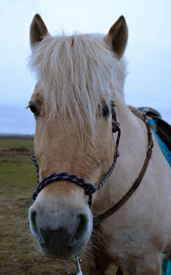 Fjordhest Vængets Mirabel billede 16