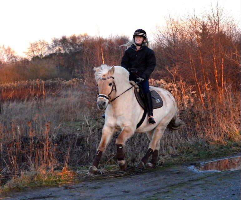 Fjordhest Vængets Mirabel billede 17