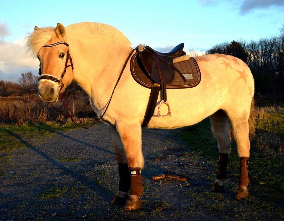 Fjordhest Vængets Mirabel billede 18