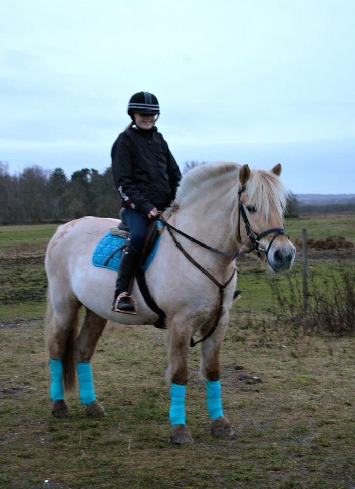 Fjordhest Vængets Mirabel billede 19