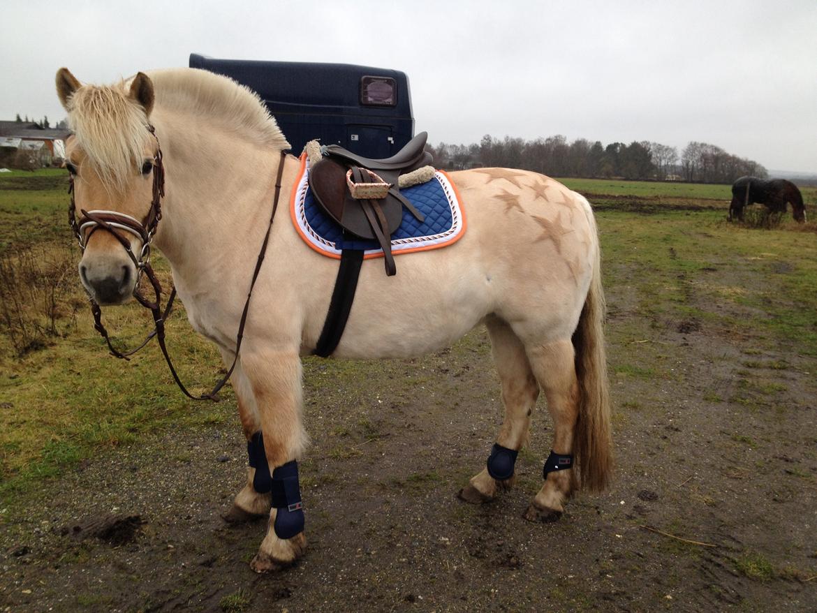 Fjordhest Vængets Mirabel billede 21