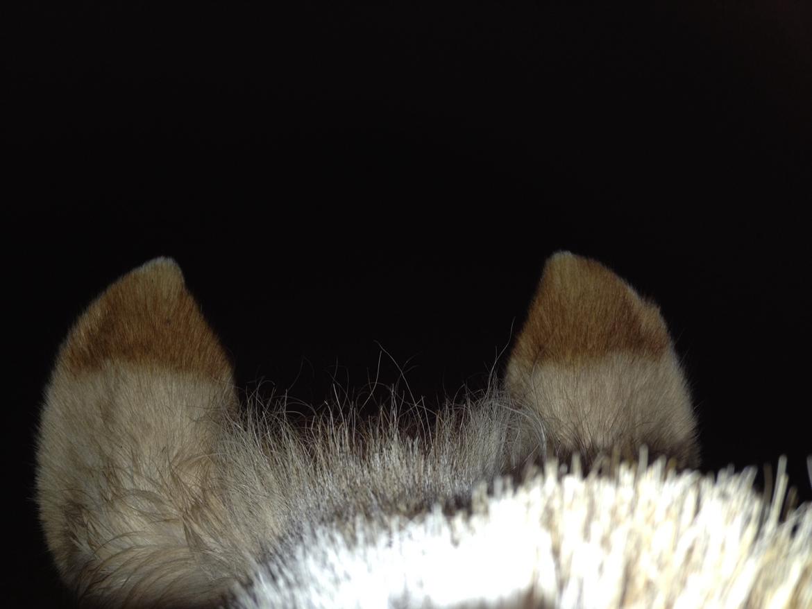 Fjordhest Vængets Mirabel billede 20