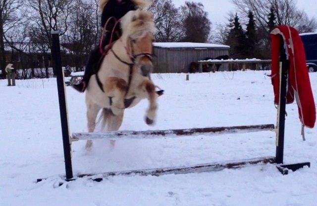 Fjordhest Vængets Mirabel billede 22