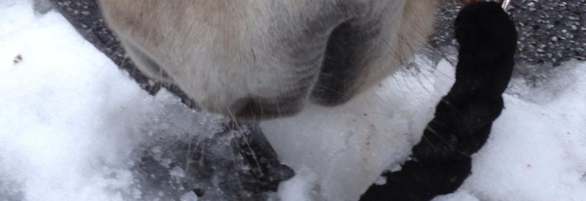 Fjordhest Vængets Mirabel billede 24