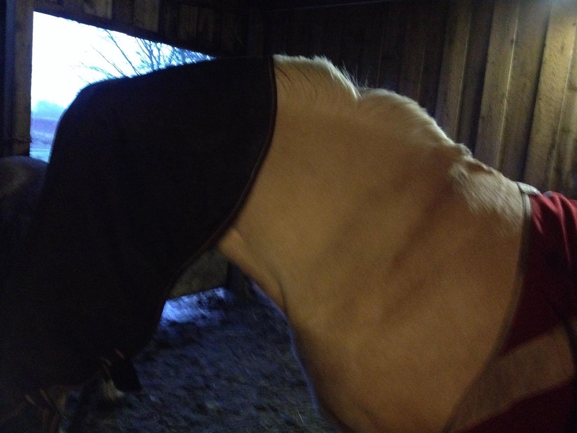 Fjordhest Vængets Mirabel - Kan i fortælle mig om det sidder det rigtige sted? billede 23