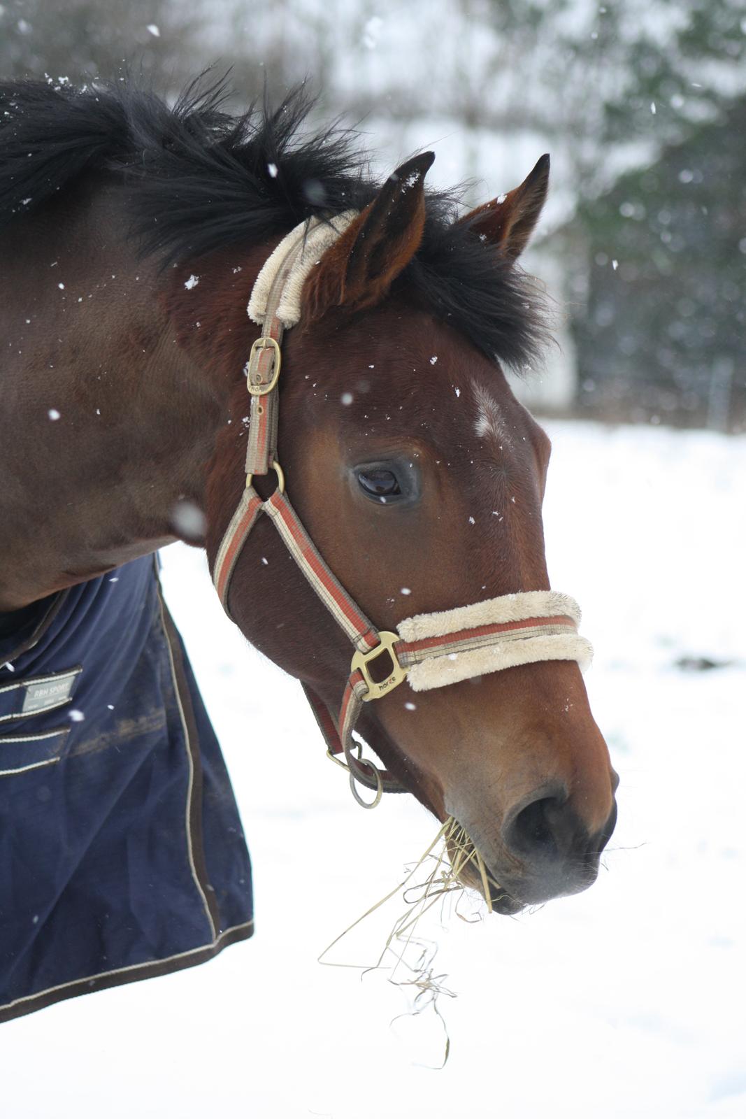 Dansk Varmblod Sofiesmindes My-Girl -Solgt- billede 15