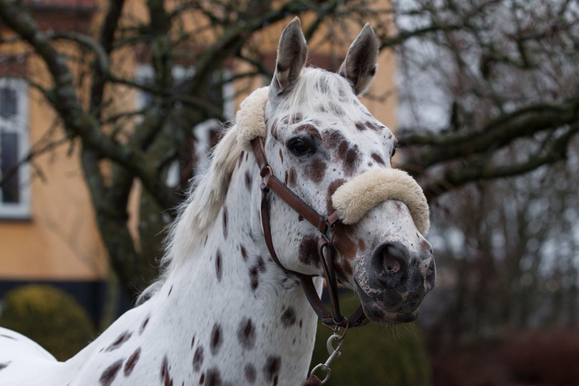 Knabstrupper Xanto (Solgt) billede 18