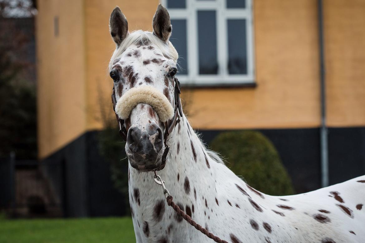 Knabstrupper Xanto (Solgt) billede 19