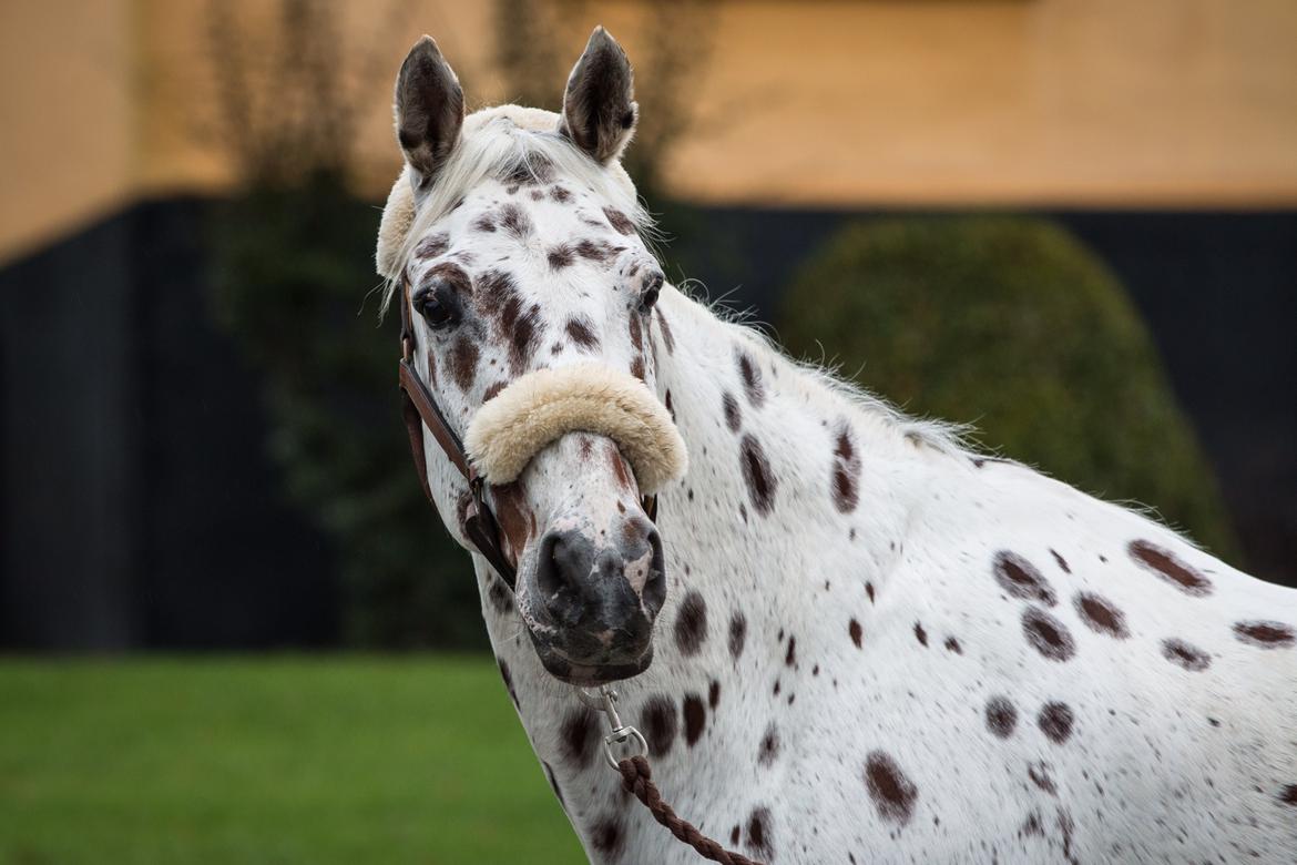 Knabstrupper Xanto (Solgt) billede 20