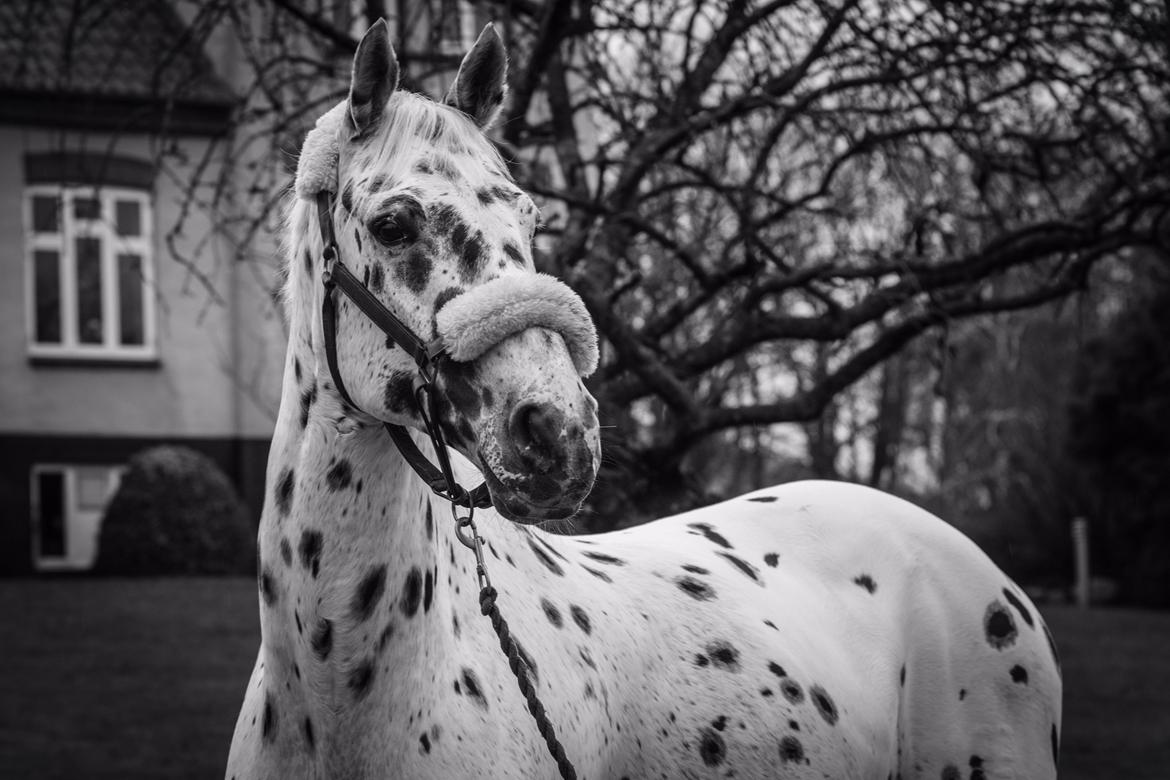 Knabstrupper Xanto (Solgt) billede 21