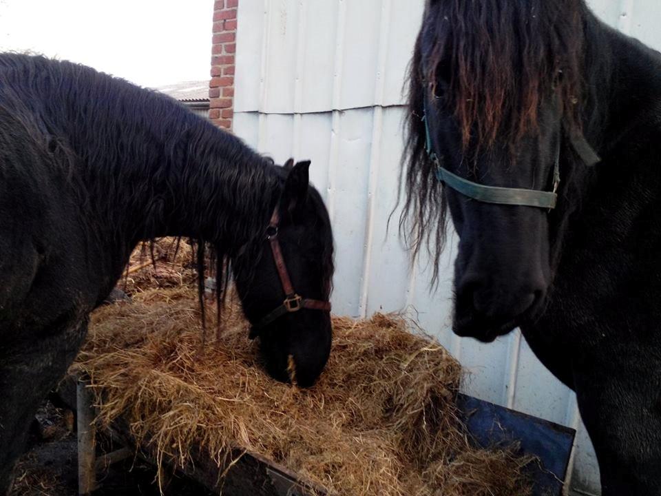 Frieser Nelli ~solgt~ billede 5