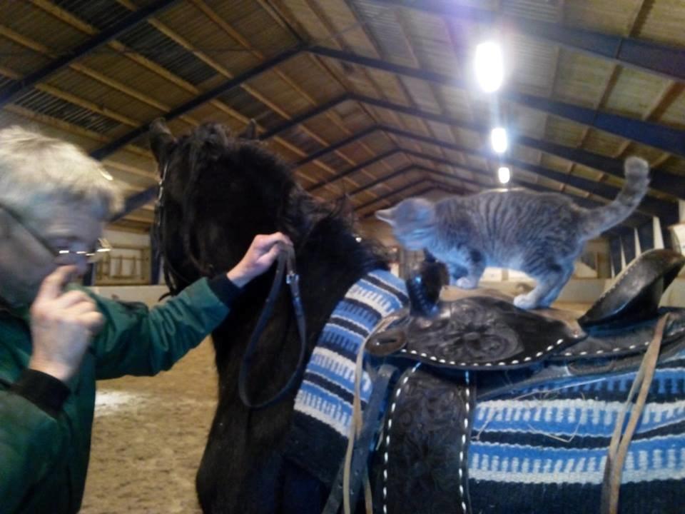 Frieser Nelli ~solgt~ billede 6