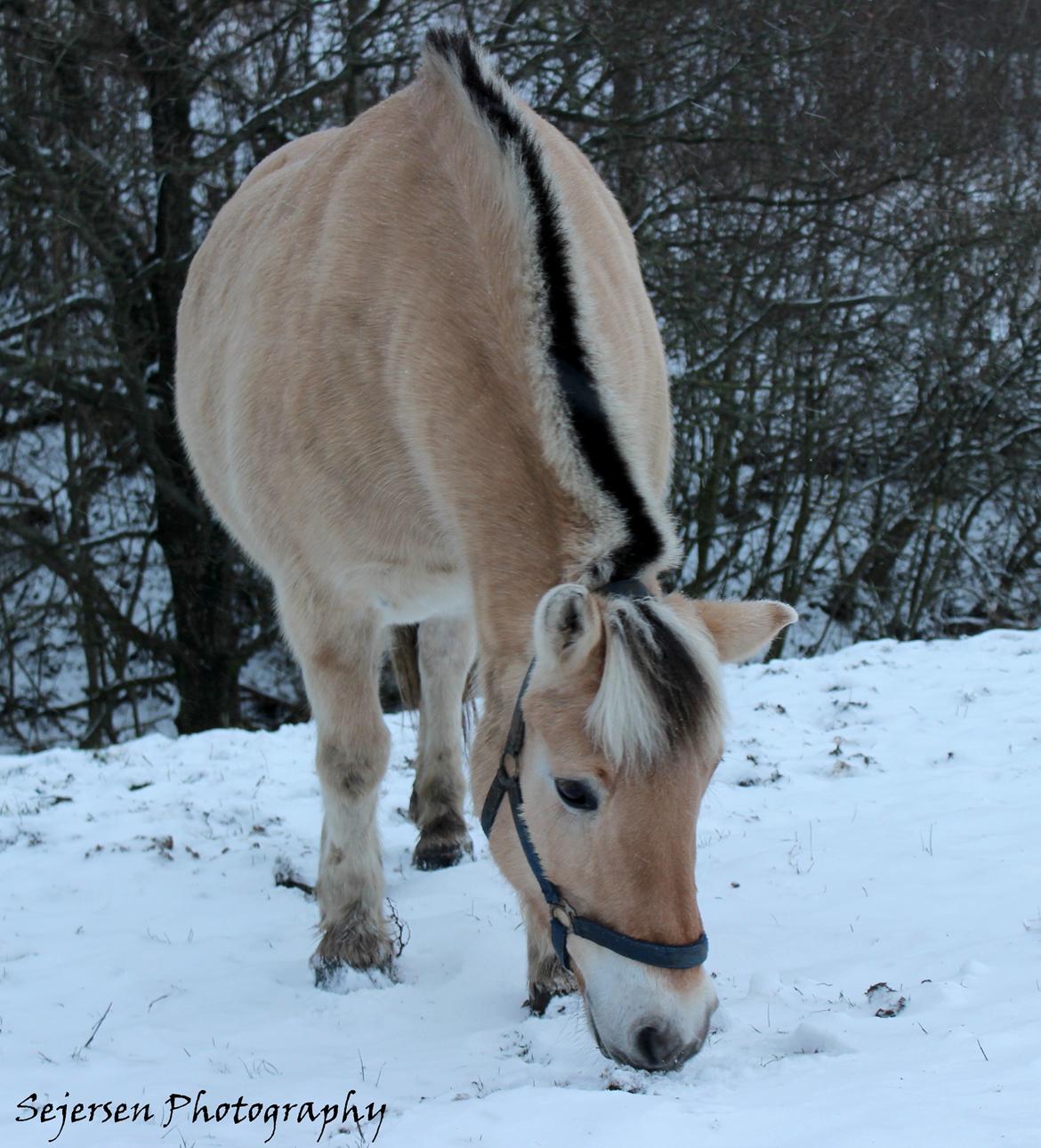 Anden særlig race Frederik - Frede i sneen 2014 Foto: mig billede 19