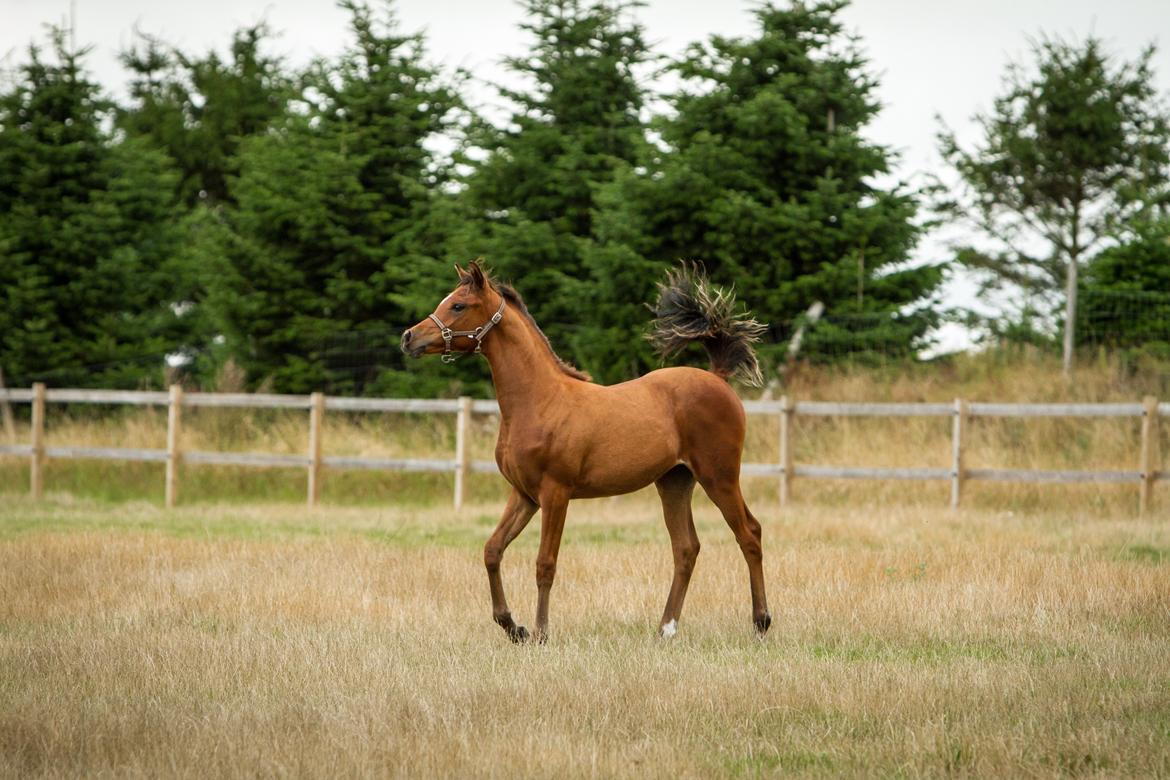 Arabisk fuldblod (OX) SAF Liwa Bint Shahlia billede 23