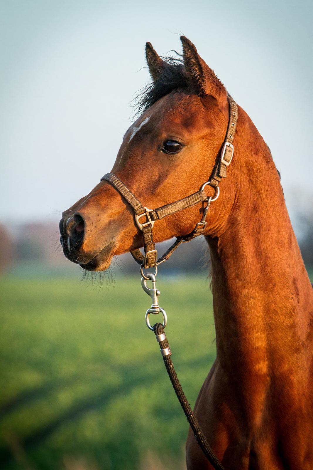 Arabisk fuldblod (OX) SAF Liwa Bint Shahlia billede 24