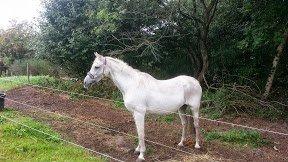 Anden særlig race Flamme billede 2