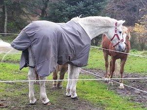 Anden særlig race Flamme billede 3