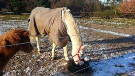 Anden særlig race Flamme billede 4