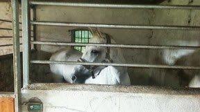 Anden særlig race Flamme - Flamme lige ankommet billede 5