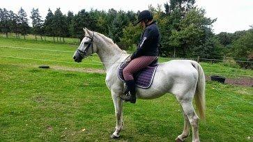 Anden særlig race Flamme billede 6