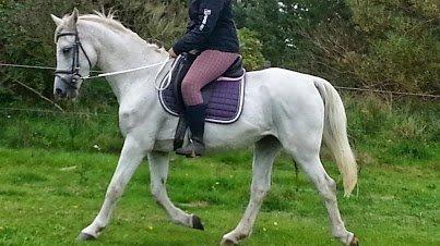 Anden særlig race Flamme billede 7