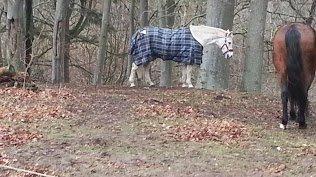 Anden særlig race Flamme billede 9