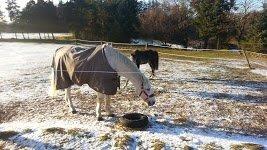 Anden særlig race Flamme billede 10