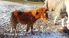 Anden særlig race Emma billede 3