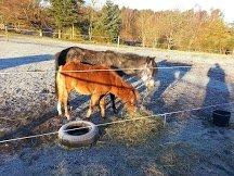 Anden særlig race Emma - Der har jeg lige købt dem. Der ser de mega trælse ud. billede 4